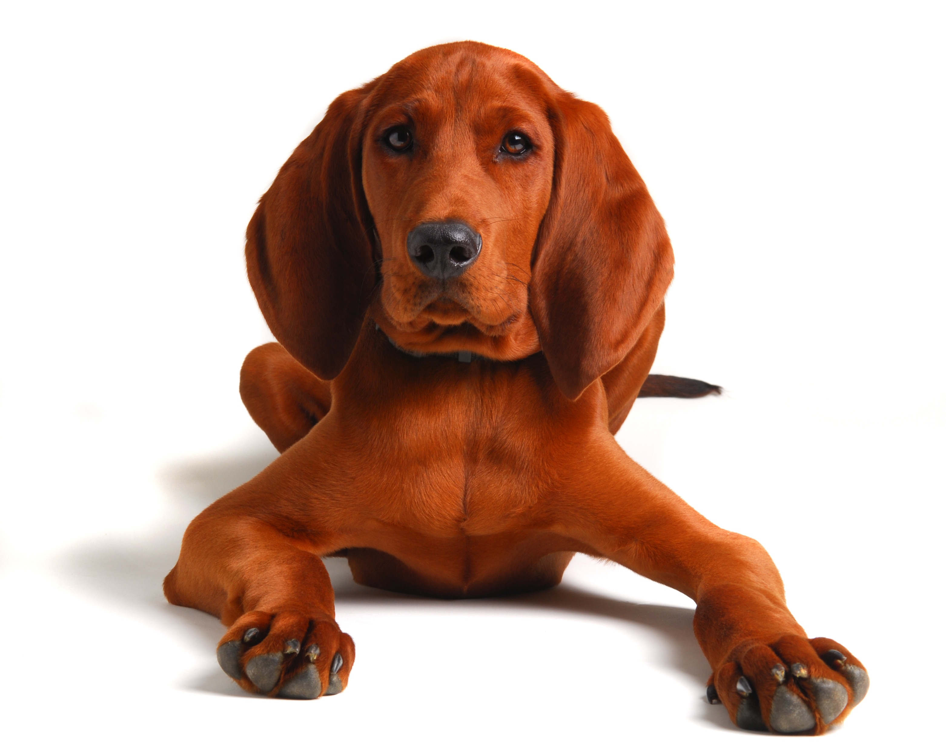 Redbone coonhound shops